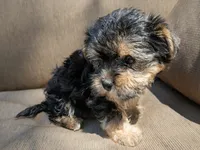 Evie, a female Yorkshire Terrier for sale in Two Rivers, WI – 1 of 4