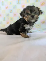 Evie, a female Yorkshire Terrier for sale in Two Rivers, WI – 3 of 4