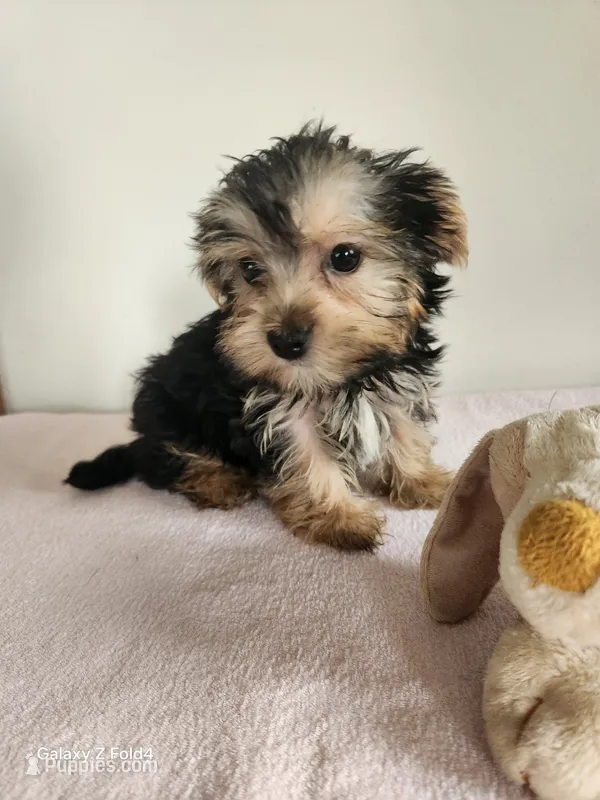 Evie – Yorkshire Terrier puppy for sale in Two Rivers, WI