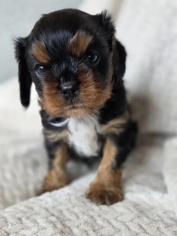 Bentley  AKC – Cavalier King Charles Spaniel puppy for sale in Neosho, MO