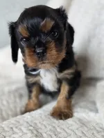 Bentley  AKC, a male Cavalier King Charles Spaniel for sale in Neosho, MO – 1 of 5