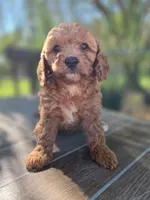 Jazzy, a female Cavapoo for sale in Neosho, MO – 3 of 7