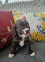Penny, a female Cocker Spaniel and Miniature Australian Shepherd for sale in Neosho, MO – 4 of 9