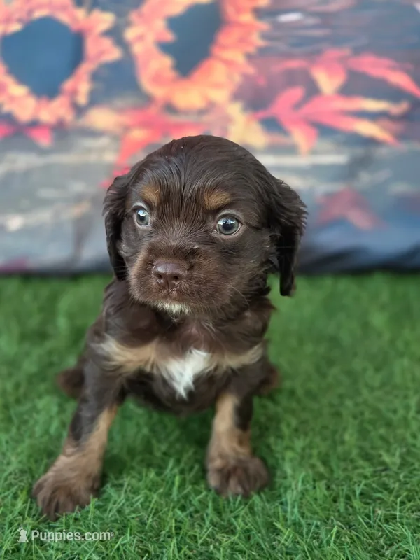Cooper  – Cockalier puppy for sale in Neosho, MO