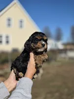 processed/4225b722-1744-42f6-a220-e15c21cf2cdd/listing/0b710cf1-48d7-4f90-9406-40d483c81df3/2c5703b0-666a-4978-a80c-55068fee5267