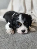Clive, a male Cavalier King Charles Spaniel for sale in Neosho, MO – 4 of 5
