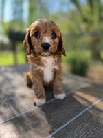 Andy, a male Cavapoo for sale in Neosho, MO – 2 of 10