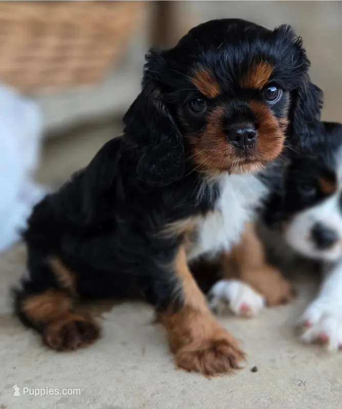Bentley  AKC – Cavalier King Charles Spaniel puppy for sale in Neosho, MO