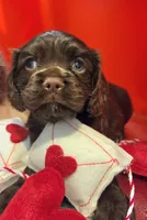 Sydney , a female Cockalier for sale in Neosho, MO – Photo 2 of 9