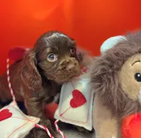 Sydney , a female Cockalier for sale in Neosho, MO – Photo 4 of 9
