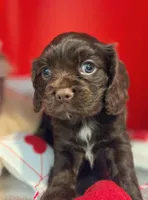 Sydney , a female Cockalier for sale in Neosho, MO – Photo 6 of 9