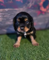 Stella, a female Cavalier King Charles Spaniel for sale in Neosho, MO – 2 of 5