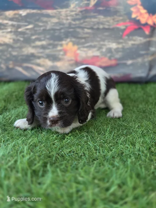 Gracie – Cockalier puppy for sale in Neosho, MO
