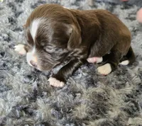Pippa, a female Cocker Spaniel and Miniature Australian Shepherd for sale in Neosho, MO – 4 of 5