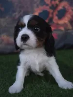 Jake , a male Cavalier King Charles Spaniel for sale in Neosho, MO – 2 of 8