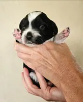 Bandit , a male Cocker Spaniel and Miniature Australian Shepherd for sale in Neosho, MO – 2 of 3