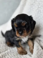 Bentley  AKC, a male Cavalier King Charles Spaniel for sale in Neosho, MO – 2 of 5