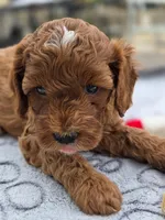 Rosie, a female Cavapoo for sale in Neosho, MO – Photo 6 of 8