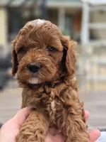 Rosie, a female Cavapoo for sale in Neosho, MO – Photo 2 of 8