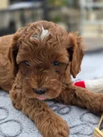 Rosie, a female Cavapoo for sale in Neosho, MO – Photo 8 of 8