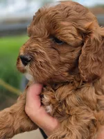 Rosie, a female Cavapoo for sale in Neosho, MO – Photo 4 of 8