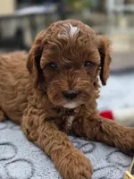 Rosie, a female Cavapoo for sale in Neosho, MO – Photo 5 of 8