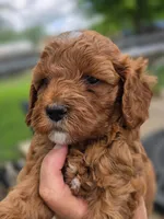 Rosie, a female Cavapoo for sale in Neosho, MO – Photo 3 of 8