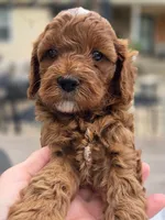 Rosie, a female Cavapoo for sale in Neosho, MO – Photo 1 of 8