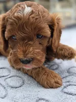 Rosie, a female Cavapoo for sale in Neosho, MO – Photo 7 of 8