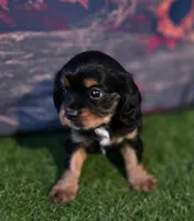 Stella, a female Cavalier King Charles Spaniel for sale in Neosho, MO – 1 of 5