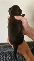 Brandy, a female Cocker Spaniel and Miniature Australian Shepherd for sale in Neosho, MO – 2 of 4