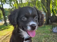 Penny, a female Cocker Spaniel and Miniature Australian Shepherd for sale in Neosho, MO – 2 of 9