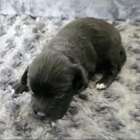 Lacey, a female Cocker Spaniel and Miniature Australian Shepherd for sale in Neosho, MO – 4 of 4