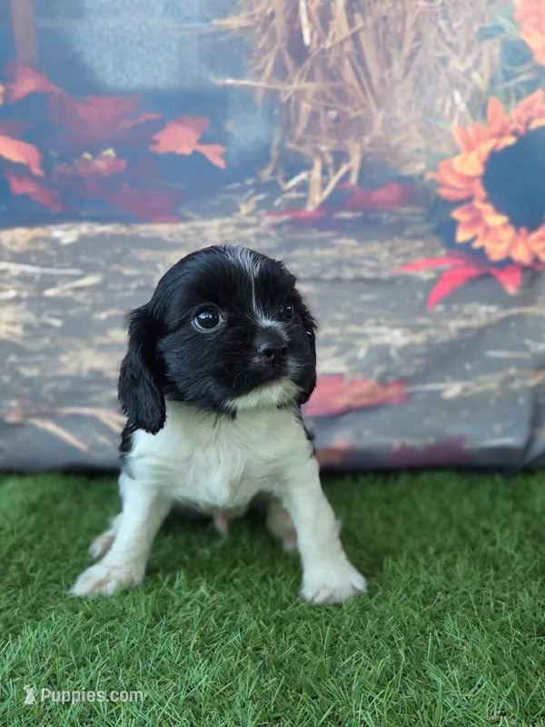 Charlie  – Cockalier puppy for sale in Neosho, MO