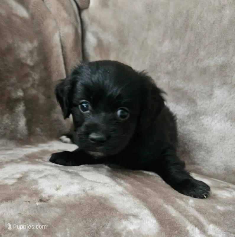 Lacey – Cocker Spaniel, Miniature Australian Shepherd puppy for sale in Neosho, MO