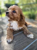 Archer, a male Cavapoo for sale in Neosho, MO – 3 of 9