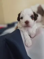 Sandy, a female Shihpoo for sale in Neosho, MO – 2 of 7