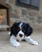Clive AKC, a male Cavalier King Charles Spaniel for sale in Neosho, MO – 3 of 10