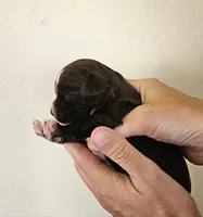 Pippa, a female Cocker Spaniel and Miniature Australian Shepherd for sale in Neosho, MO – 2 of 5