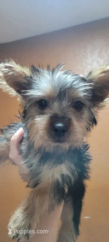 Shadow  – Silky Terrier puppy for sale in Neosho, MO