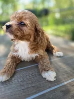 Archer, a male Cavapoo for sale in Neosho, MO – 2 of 9