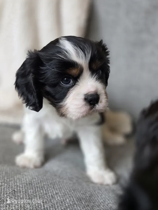 Clive – Cavalier King Charles Spaniel puppy for sale in Neosho, MO