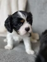 Clive, a male Cavalier King Charles Spaniel for sale in Neosho, MO – 3 of 5