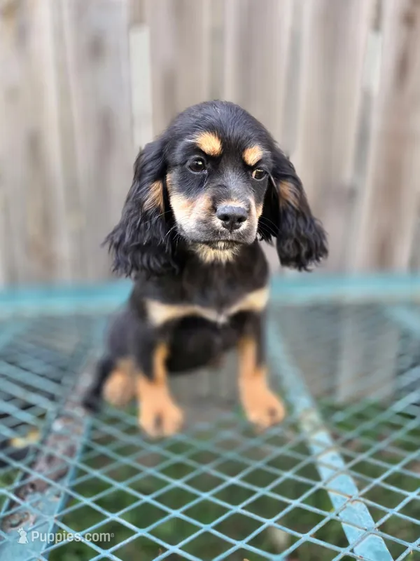 Sally Mae – Cockalier puppy for sale in Neosho, MO