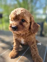 Jazzy, a female Cavapoo for sale in Neosho, MO – 2 of 7