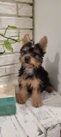Taco, a male Silky Terrier for sale in Neosho, MO – 1 of 5