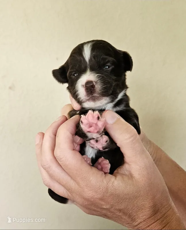 Pippa – Cocker Spaniel, Miniature Australian Shepherd puppy for sale in Neosho, MO