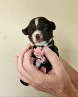 Pippa, a female Cocker Spaniel and Miniature Australian Shepherd for sale in Neosho, MO – 1 of 5
