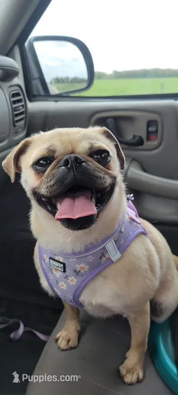 Sis – Pug puppy for sale in Neosho, MO