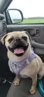Sis, a female Pug for sale in Neosho, MO – 1 of 3
